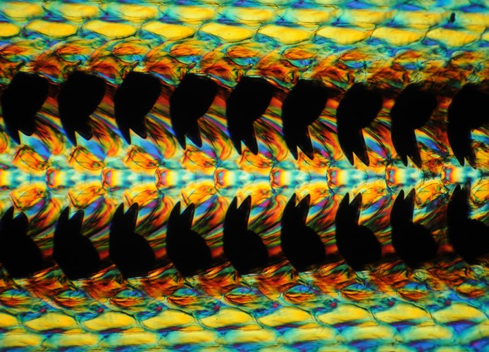 Narządy gębowe ślimaka, 6. miejsce