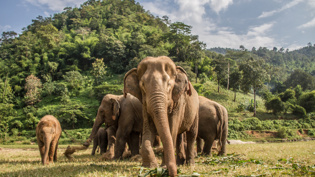 Tajlandia. Słoń włamał się do kuchni w poszukiwaniu jedzenia