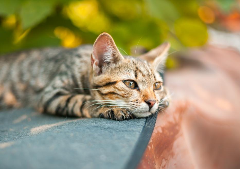 Macskarisztó: Ezzel az egyszerű trükkel távol tarthatod a macskákat a kertedtől Fotó: Getty Images