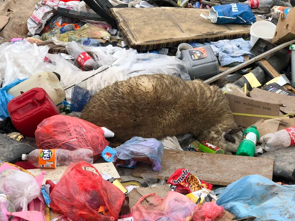 Psi lutalice i jata gavrana opsedali deponiju razvlačeći lešine životinja