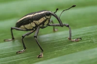 Te zwierzęta niszczą uprawy. Które są najgroźniejsze?