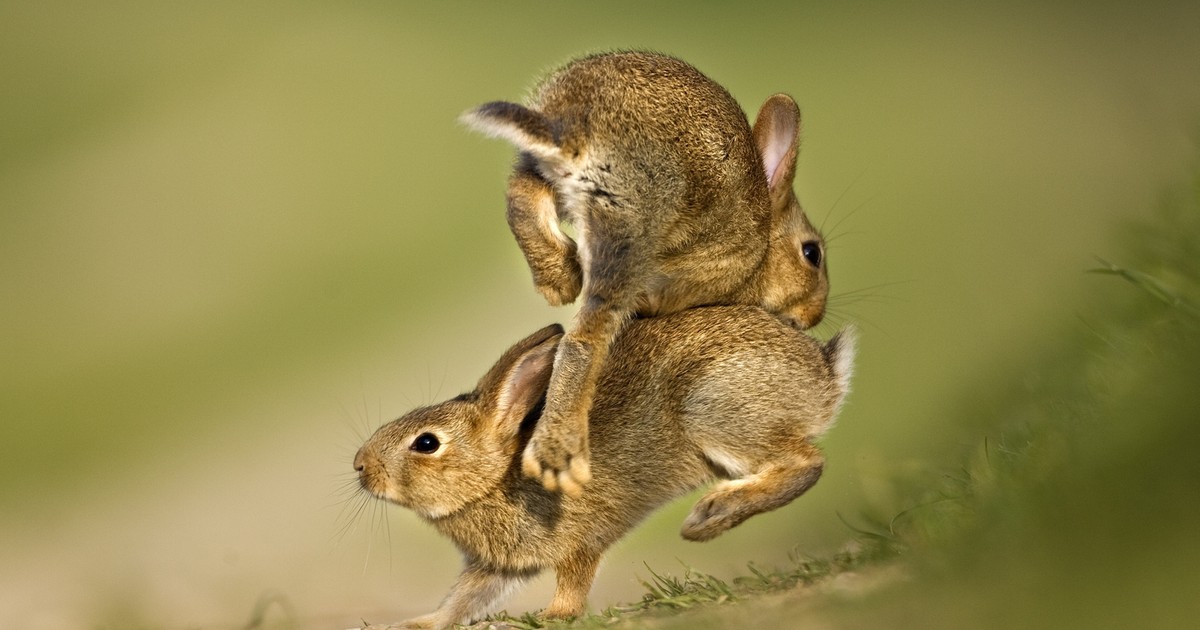 Skąd zając wziął się wśród wielkanocnych symboli? W Biblii nie ma po nim śladu
