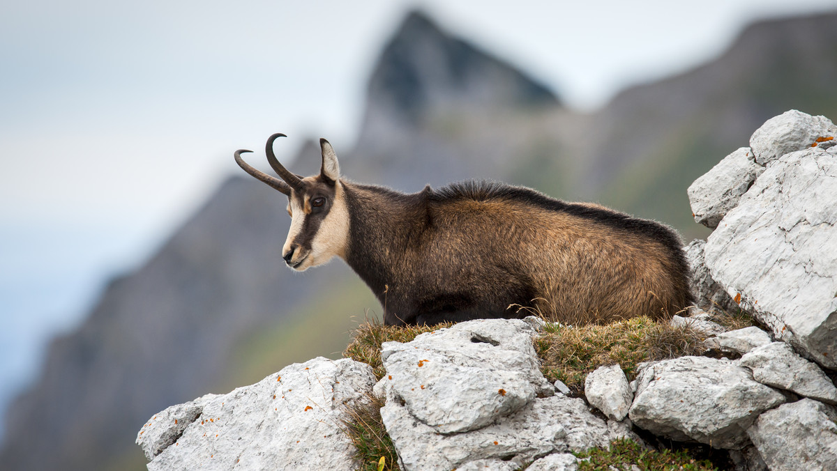 Tatry: jesienne liczenie kozic 2020