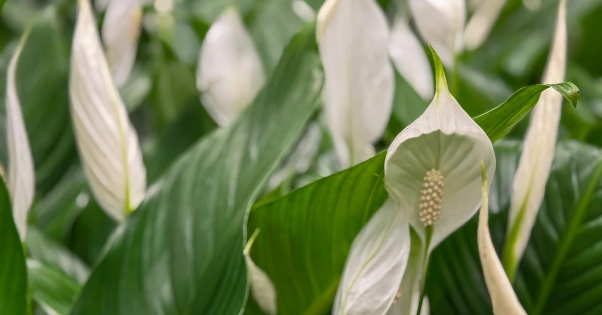 Skrzydłokwiat nie kwitnie? Wystarczy ten jeden prosty trik