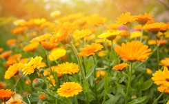 Pomagają innym roślinom w ogrodzie. Koniecznie posadź je obok pomidorów