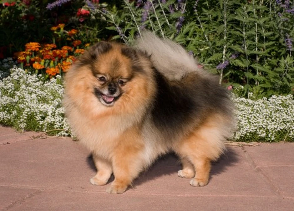 Pomeranac