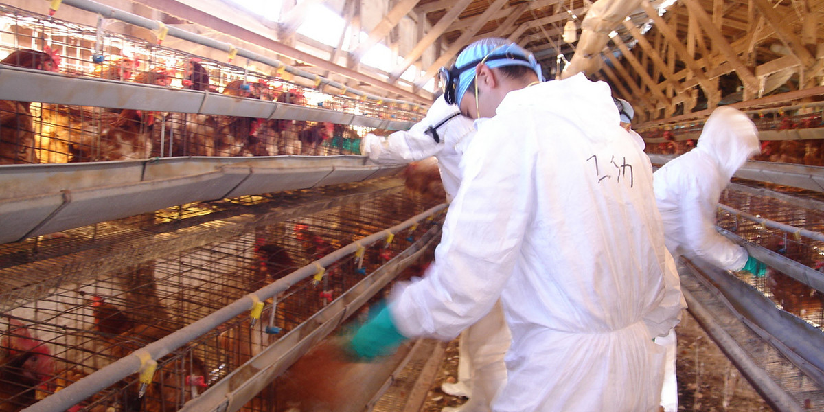 Farma drobiu, na której wykryto wirusa ptasiej grypy. Ibaraki, Japonia, 7 listopada 2005 r.