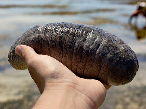 Sea cucumbers are so valuable that people are risking their lives