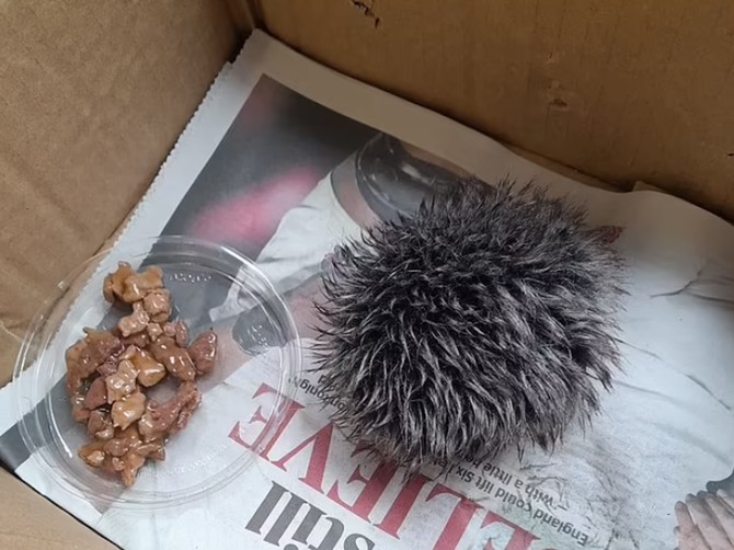 Žena pronašla povređenog ježa, veterinari se prenerazili: "Gospođo, ovo nije jež, ovo je..."