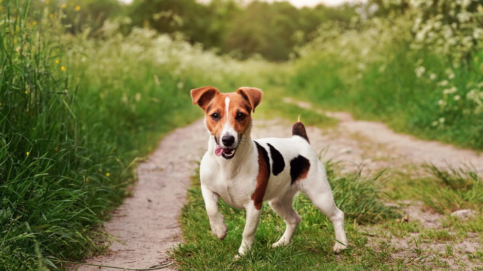 Jack russel terrier -  Lubo Ivanko/stock.adobe.com