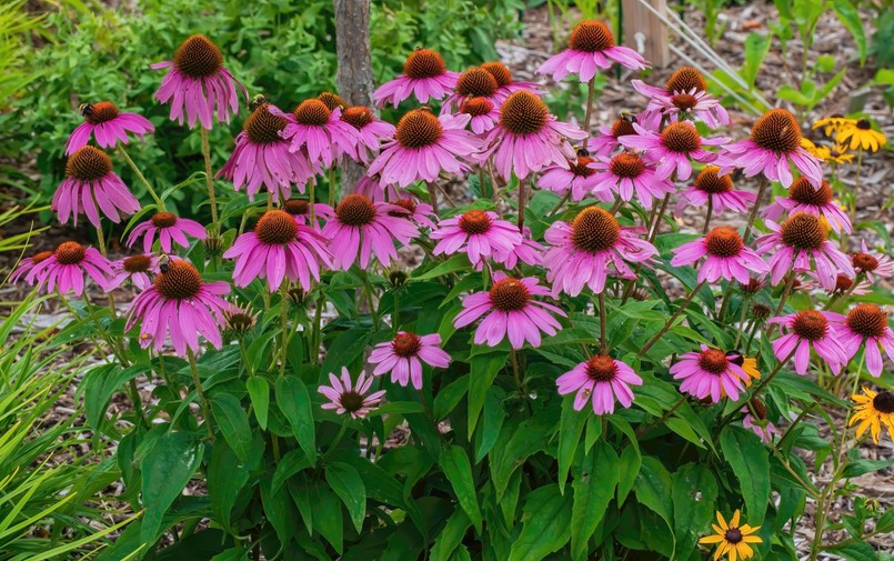 Długo kwitnące byliny wieloletnie zimujące w gruncie