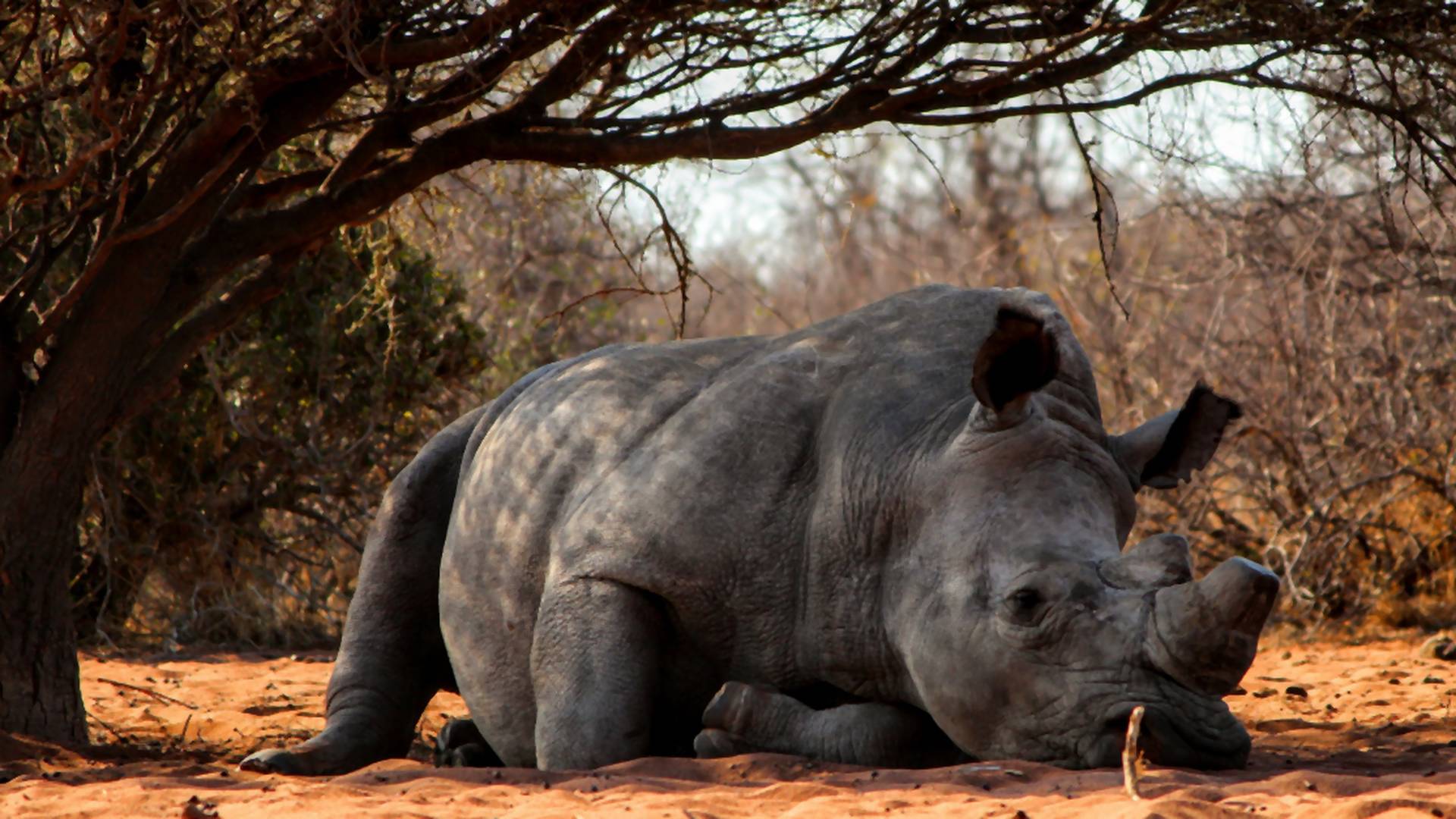 Zomrel posledný malajzijský nosorožec. Celému druhu hrozí vyhynutie