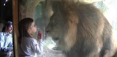 Chciała zaprzyjaźnić się z lwem. Nie uwierzysz co zrobiła ta mała?