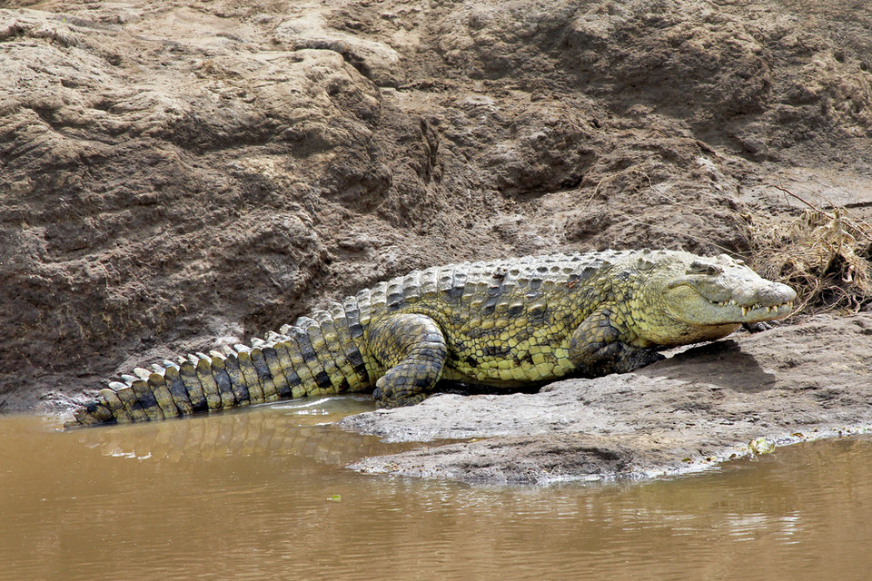 15. Krokodyl nilowy