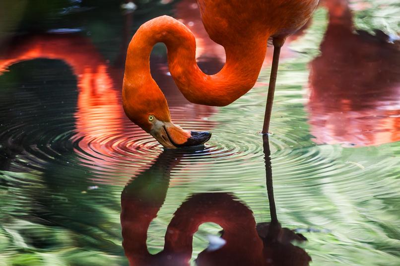 Flamingo