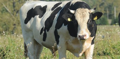 Byk zabił 48-latka. Nadzianego na róg poniósł do lasu