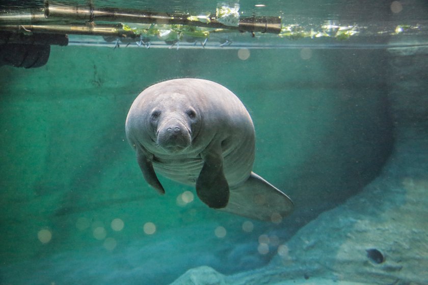 Therese von Bayern (22 l.), manatka z wrocławskiego zoo