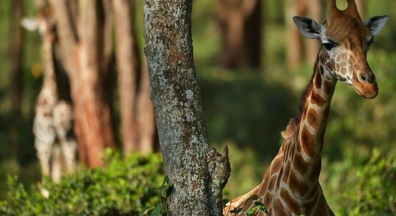 Many giraffe live in Africa's most conflict-torn regions, making conservation a challenge