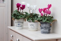 Jak prawidłowo dbać o cyklamen zimą, by pięknie kwitł i zdrowo rósł