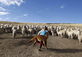 Shepherds Julian and Felipa Rojo catch alpacas for a routine check-up at a range in the Andean community of Upis at the highlands of Cuzco