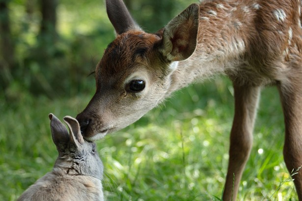 "Bambi. Opowieść leśna"