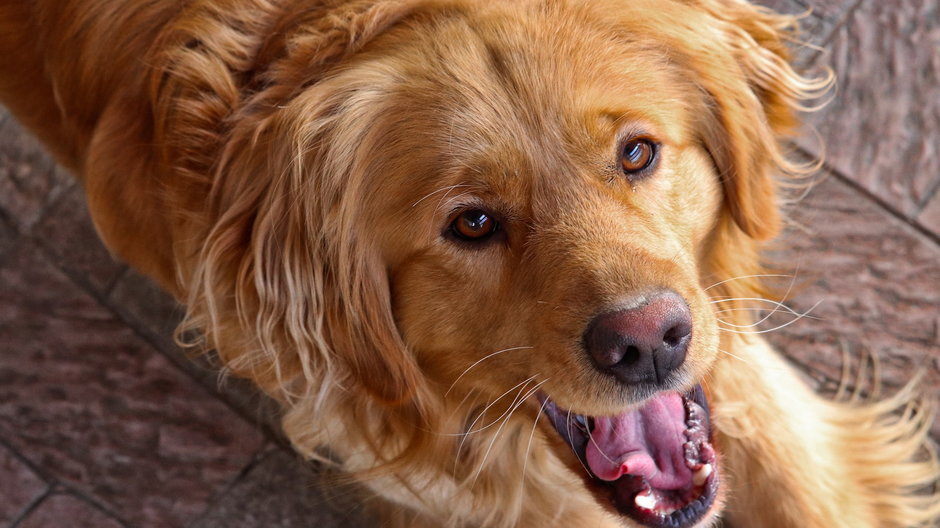 Golden retriever to chętnie wybierany pies dla rodziny - RoboMichalec/pixabay.com
