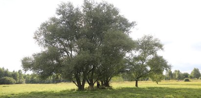 Wyniki sekcji nastolatek, które powiesiły się pod Warszawą nie mówią wszystkiego. Do zbadania jest kluczowy trop...