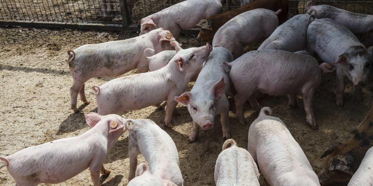 Pomoc przewiduje się dla producentów krów mięsnych i mlecznych, świń, owiec, kóz, drobiu rzeźnego i nieśnego oraz upraw roślin ozdobnych.