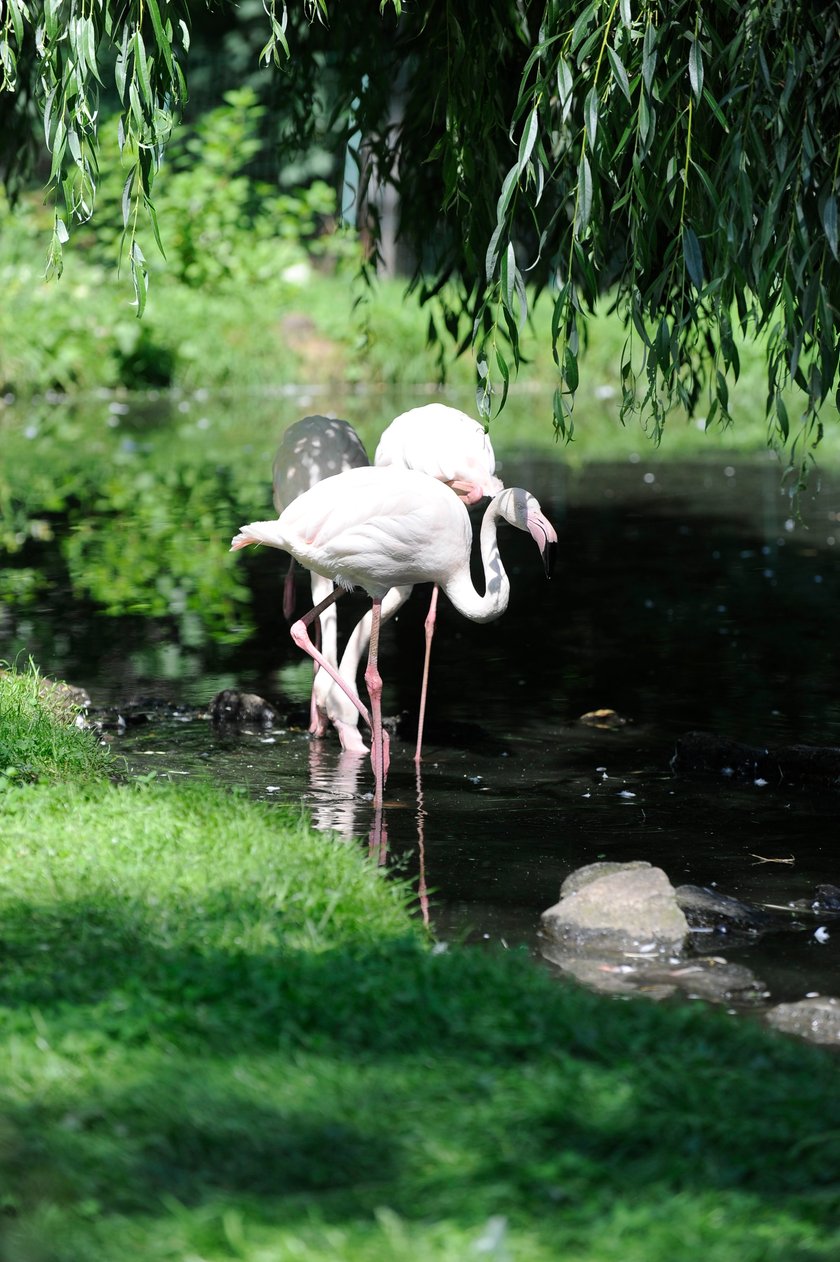 Flamingi we wrocławskim zoo