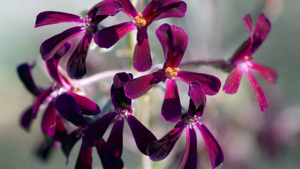 Pelargonia afrykańska to roślina, która od dawna wykorzystywana jest w leczeniu wielu schorzeń. Posiada szereg właściwości zdrowotnych. Wspomaga leczenie wielu chorób i wzmacnia odporność. To skuteczny i naturalny sposób, żeby zadbać o zdrowie.