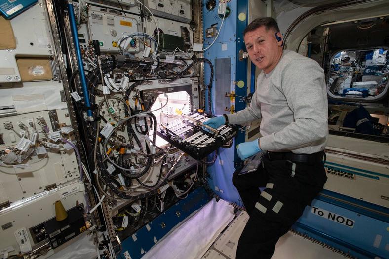 Astronauta Shane Kimbrough hodujący papryczki chili w ramach eksperymentu Plant Habitat-04