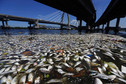 BRAZIL - SPORT OLYMPICS ENVIRONMENT