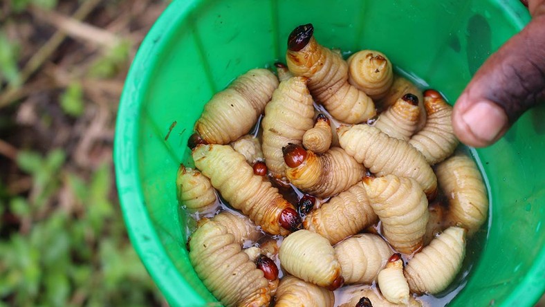 15 unconventional foods that Nigerians eat [ARTICLE] - Pulse Nigeria