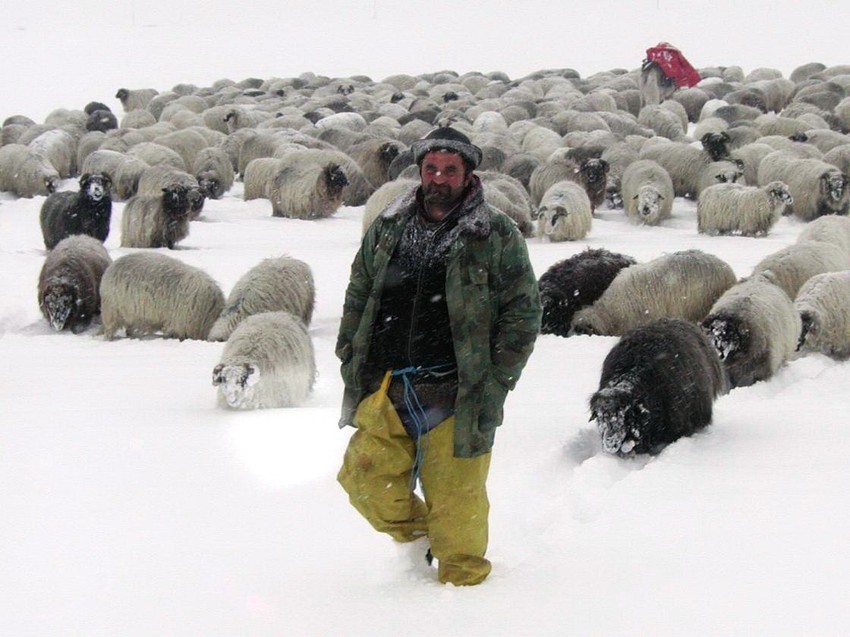 Težak ali dug život sa ovcama