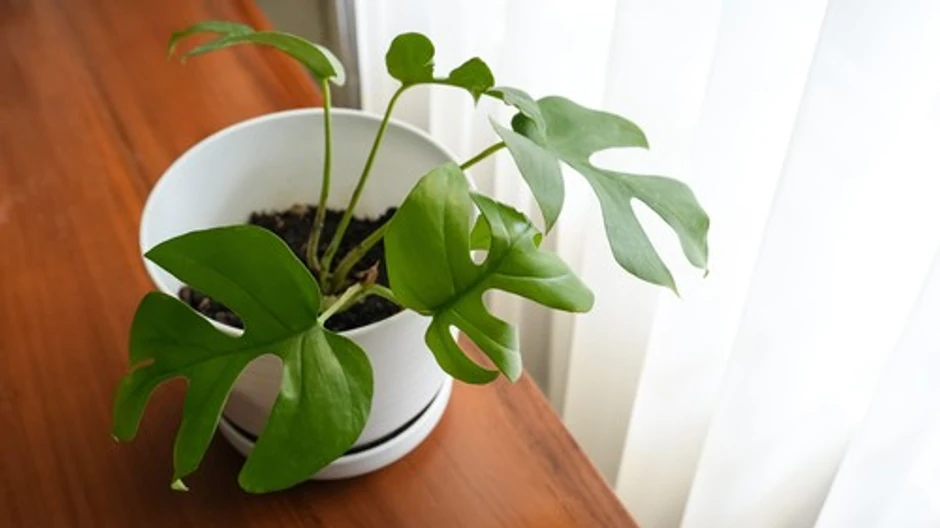 Monstera 