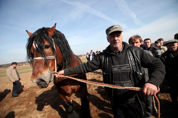 Opłata targowa jest od sprzedaży na targowiskach, a nie od wprowadzenia na jego teren krowy, konia czy owcy