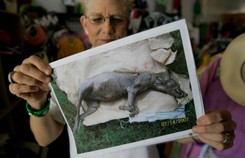 Chupacabra na Białorusi? Tajemnicza bestia atakuje i wysysa krew