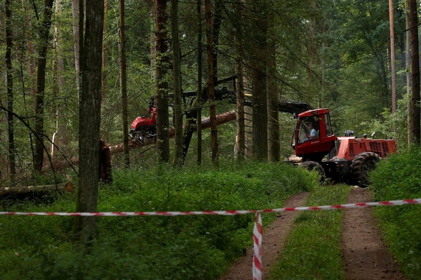 Co dalej z wycinką w Puszczy? Szyszko przed Trybunałem!