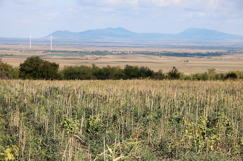 Deliblatska peščara