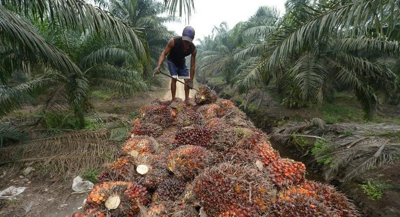 Palm oil seeds being harvested in Sumatra, Indonesia -- the edible vegetable oil is a key ingredient in goods from shampoo to biscuits