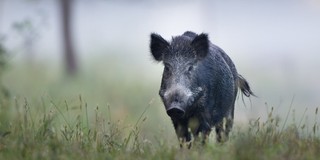 TK: Ograniczona odpowiedzialność odszkodowawcza obwodów łowieckich zgodna z konstytucją