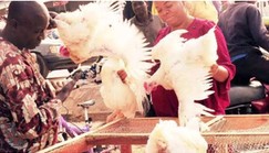 Kano residents lament high cost of chicken ahead of Christmas