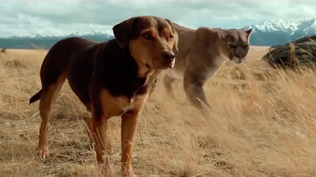 "O psie, który wrócił do domu" - ekranizacja słynnej powieści w styczniu w kinach. Zobacz polski ZWIASTUN