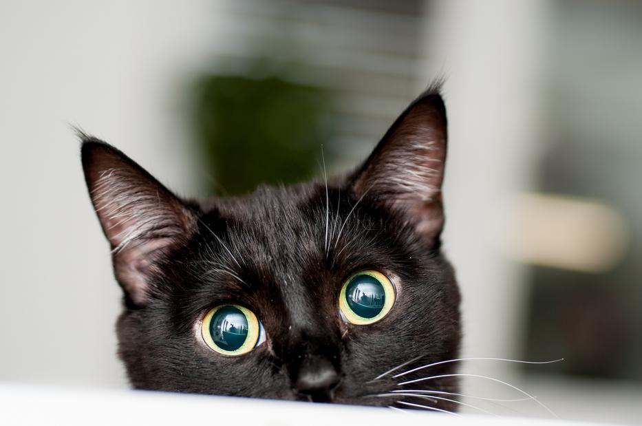 Ez történik, ha fekete macska lép be a beteg szobájába, és ez még nem minden fotó: Getty Images