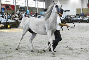 Arabian Horses Auction in Janow Podlaski