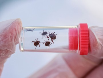 Nem várt hatás: elpusztította a rákos sejteket a kullancsok nyála