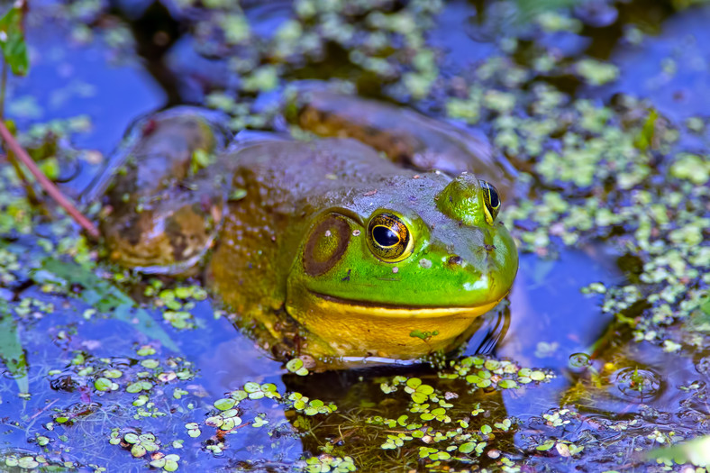 Żaba rycząca (Lithobates catesbeianus)