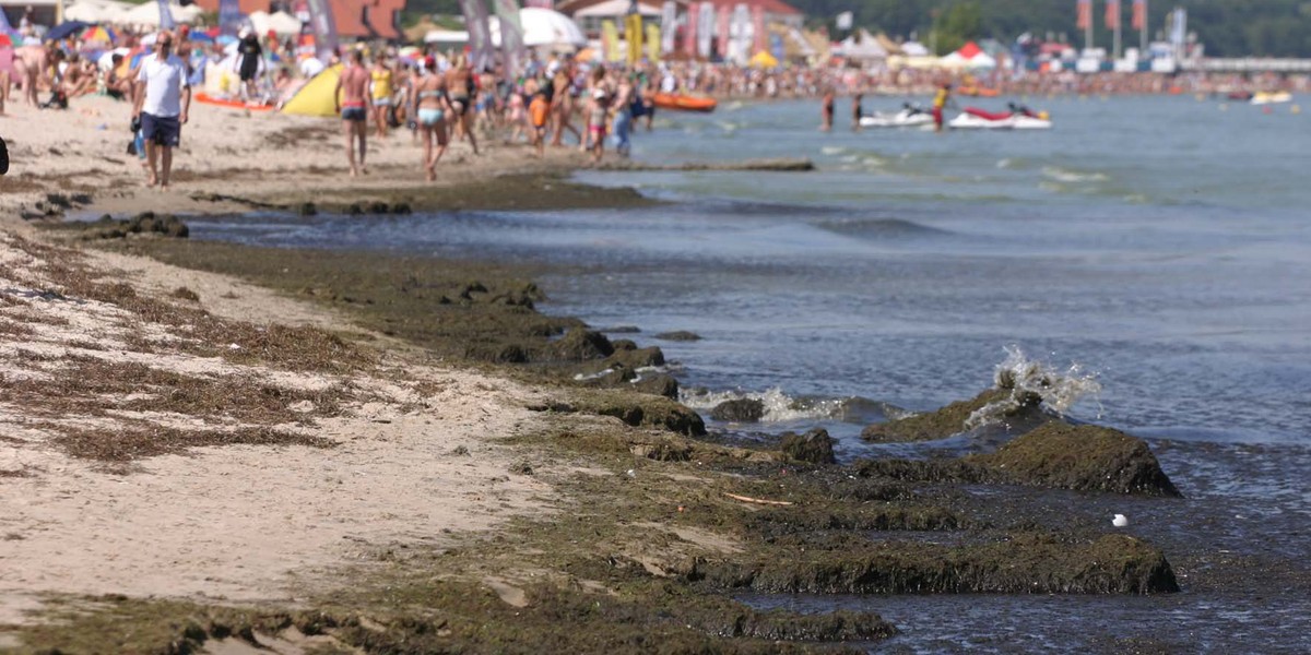 Sinice na bałtyckiej plaży.