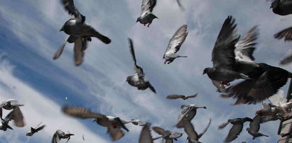 96 gołębi wyleci w rocznicę katastrofy