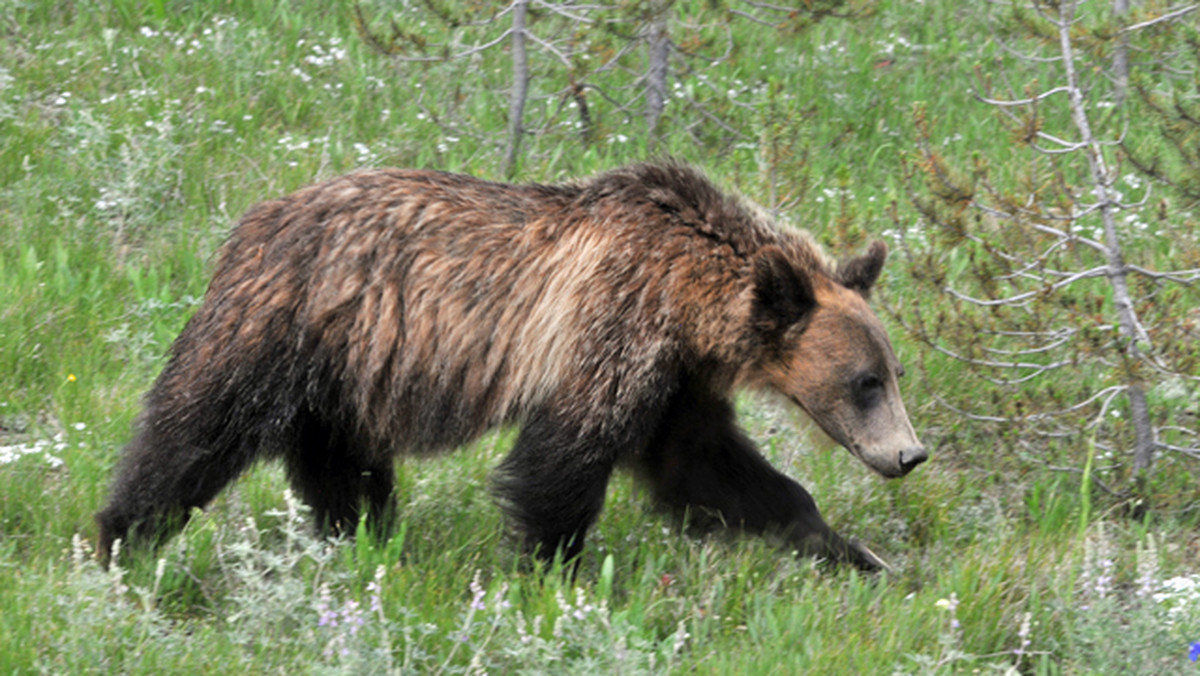 Jeden mężczyzna zginął a dwie inne osoby zostały ranne po atakach niedźwiedzia na campingu na skraju Parku Narodowego Yellowstone w Stanach Zjednoczonych. - Myślałam, że będę kolacją - powiedziała poraniona 58-letnia Deb Freele z Ontario.